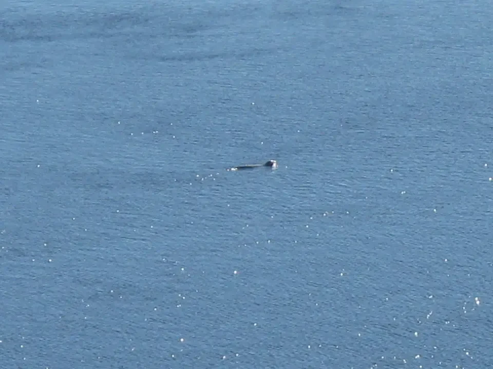 Una foca galleggia sull'acqua del mare scozzese.
