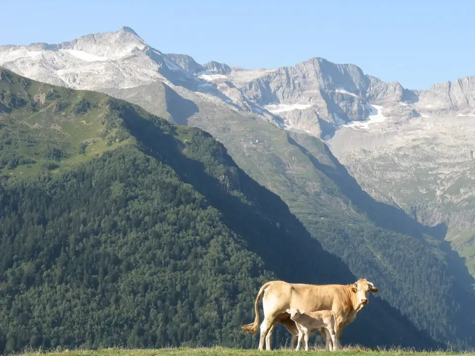 Bovini pascolano su un prato alpino con montagne sullo sfondo.