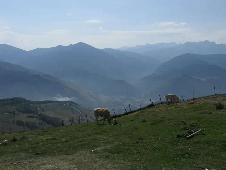 Bovini pascolano su un pendio verde nelle Alpi.