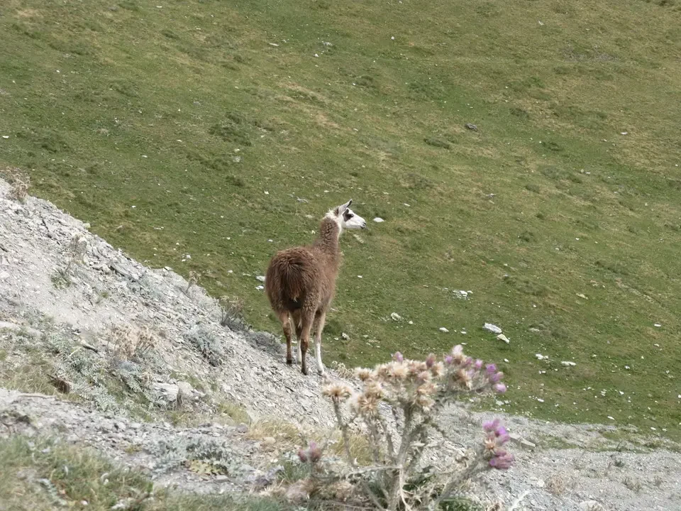 Un peyot si trova su un pendio erboso nelle Alpi Pirenaiche.