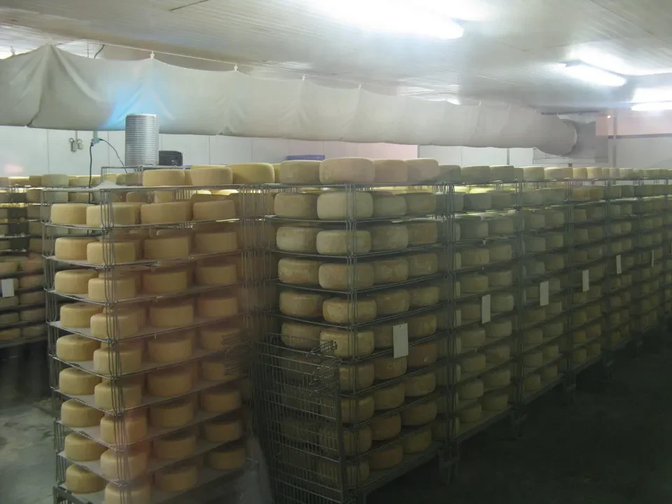 Formaggi in Val d'Aspe esposti su scaffali in una cantina.