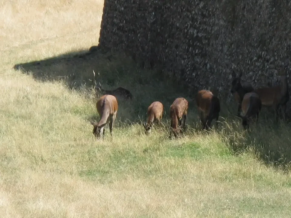 Bovini pascolano vicino a un muro di pietra in una zona rurale dei Pirenei.