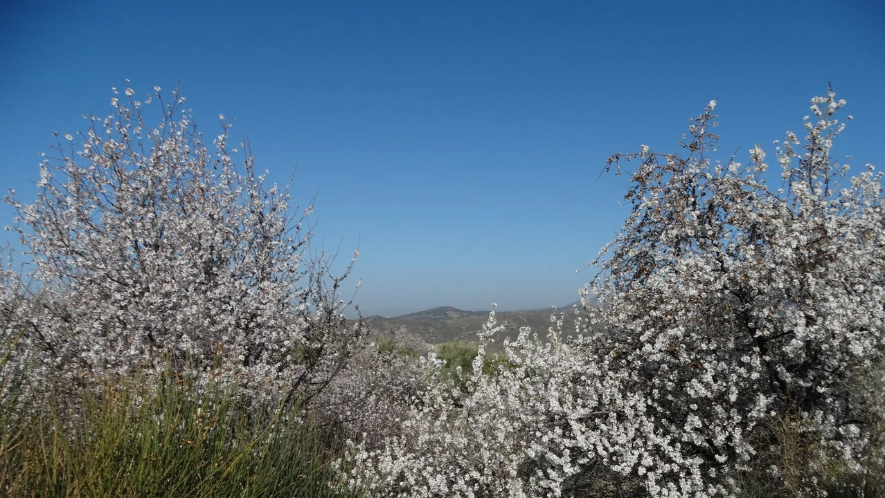 Fiori bianchi in primo piano sotto un cielo azzurro.