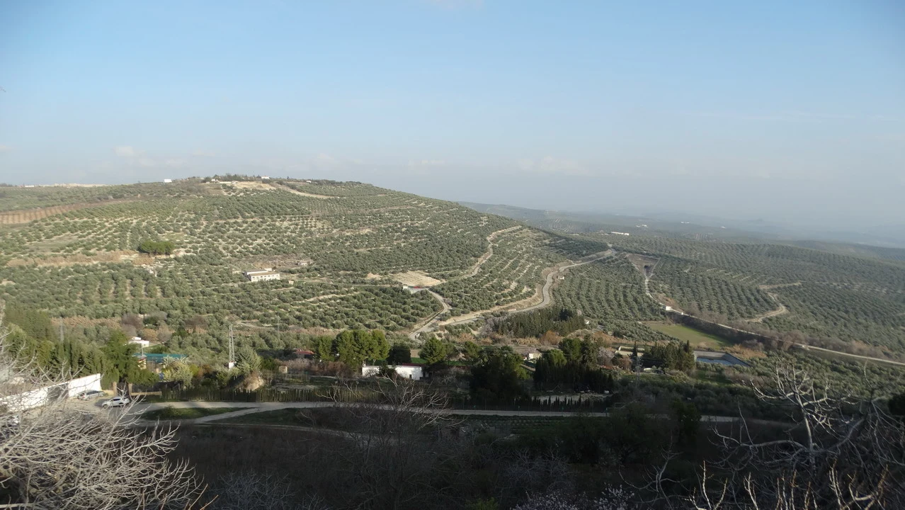 Vista panoramica di uliveti collinari in Andalusia o Algarve.