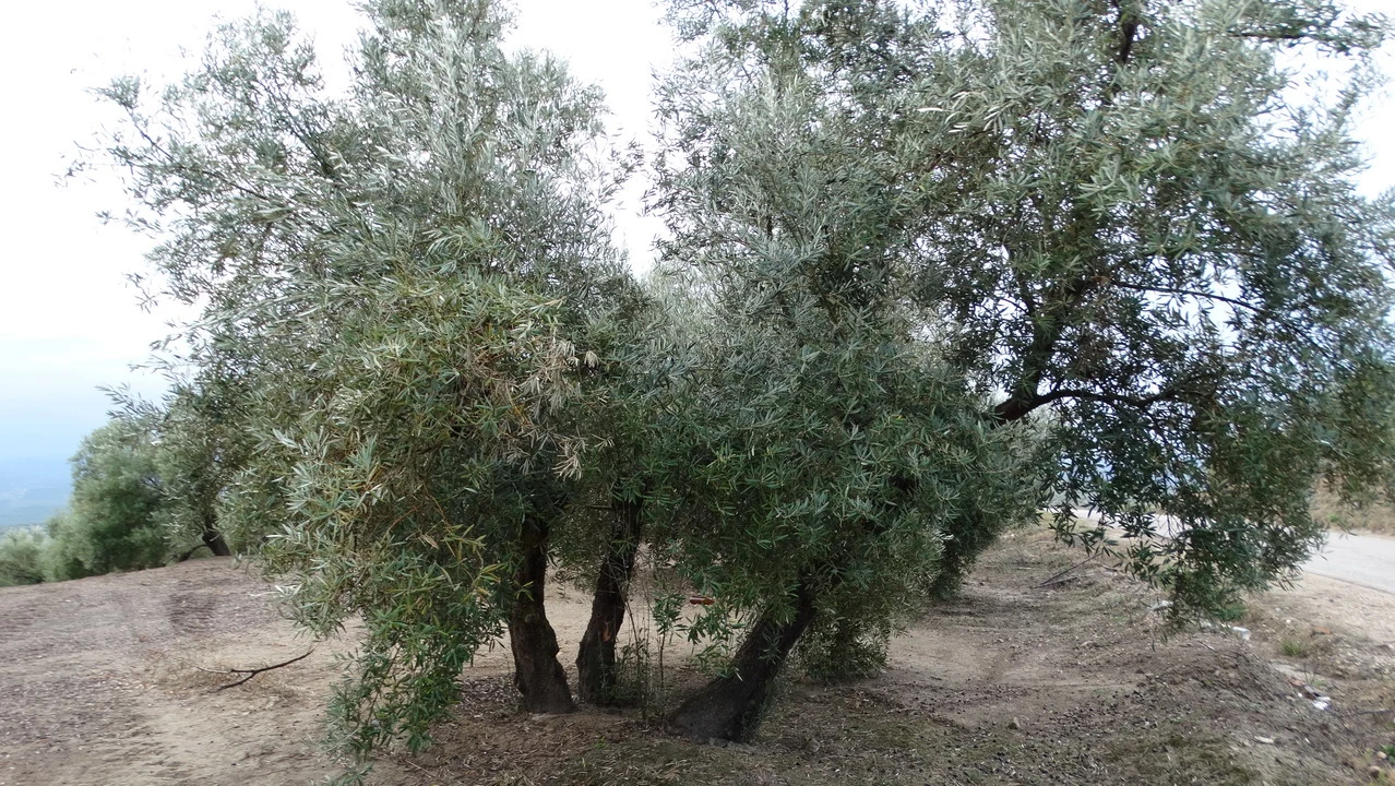 Alberi di ulivo in un paesaggio secco della Spagna meridionale o del Portogallo.