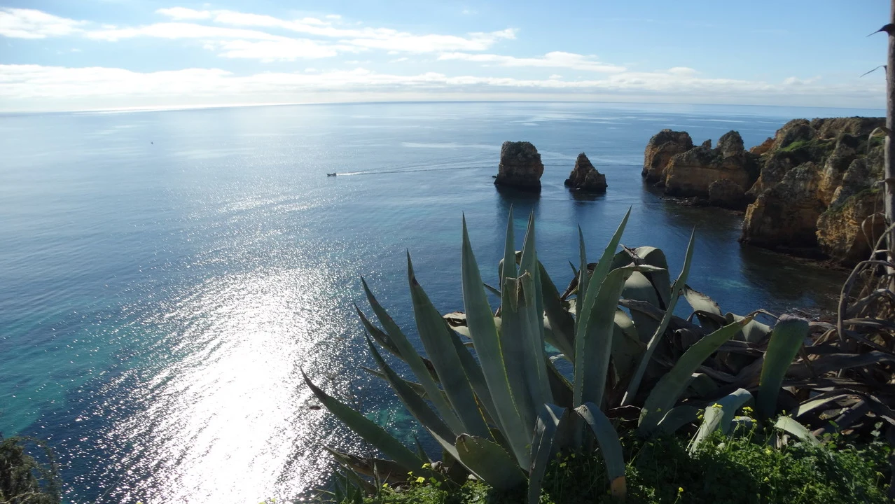 Paesaggio costiero roccioso con piante succulente che fronteggiano il mare blu.