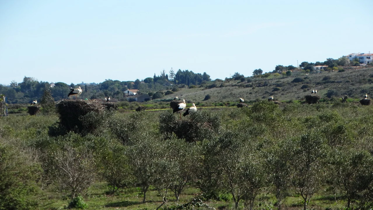 Cigni passeggiano su una collina verde in Andalusia o Algarve.