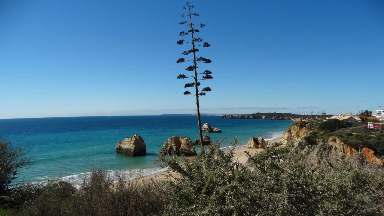 Un albero solitario si staglia contro il mare e la costa rocciosa.