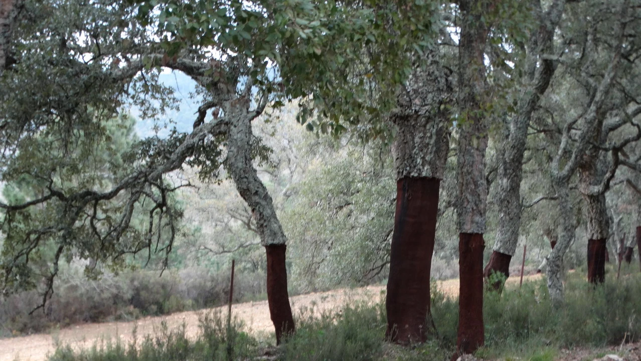 Alberi con tronchi rossi in una coltivazione di piante.