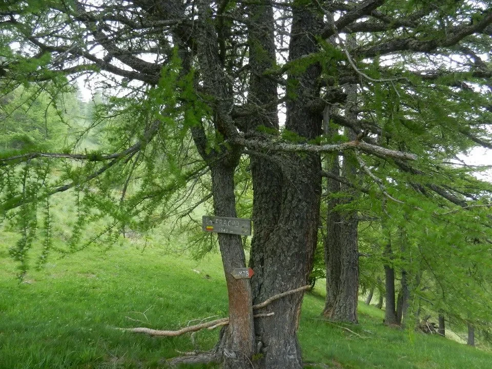 Sentiero Arturo con alberi e segnaletica nel bosco.