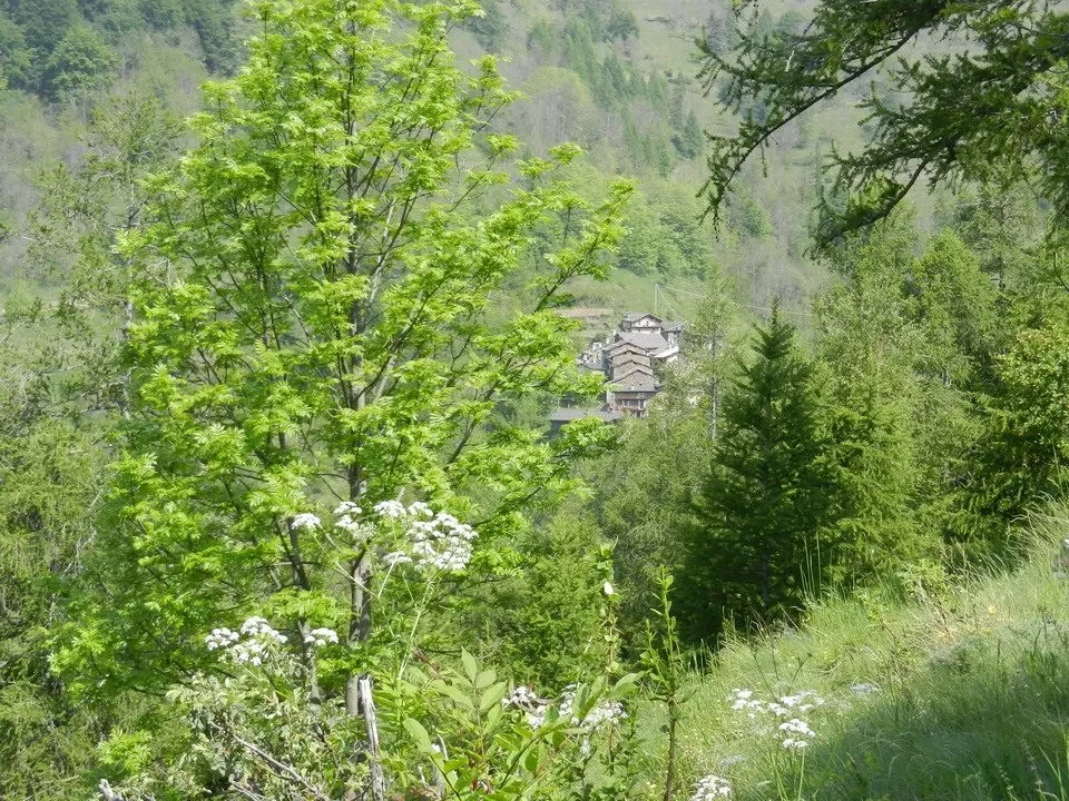 Un sentiero verde attraversa una valle boscosa con edifici in lontananza.