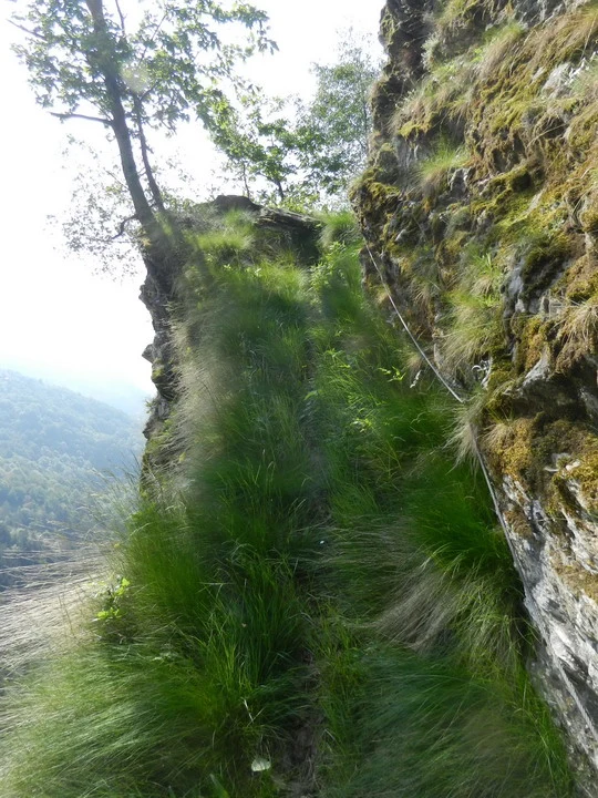 Sentiero verde e frondoso lungo una scarpata rocciosa in un paesaggio montano.