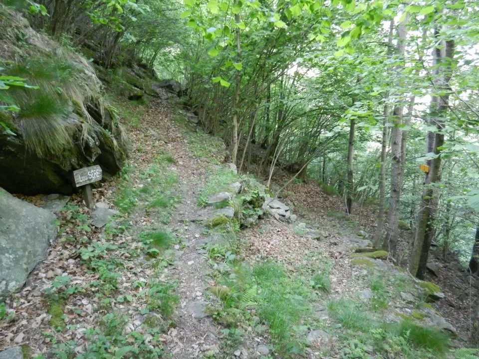 Sentiero boscoso e sterrato attraversa una zona verde con alberi e vegetazione lussureggiante.