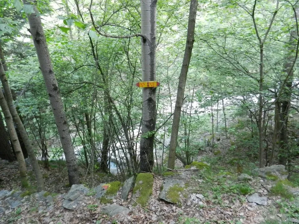Sentiero Arturo nel bosco con un segnale di percorso in legno.