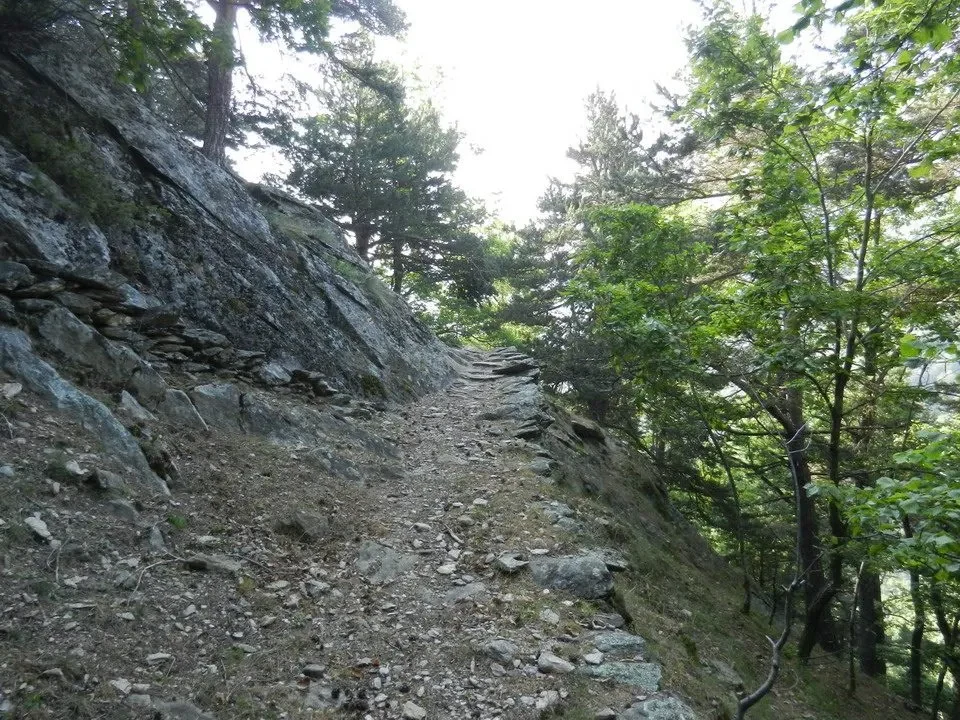 Sentiero boscoso lungo una collina con alberi e vegetazione lussureggiante.