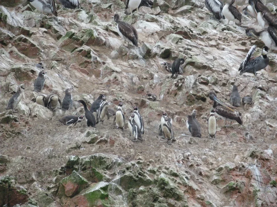 Pinguini si radunano su un pendio roccioso in Perù o Bolivia.