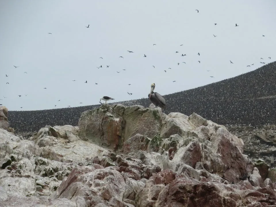 Un uccello siede su una roccia nel paesaggio arido e roccioso della costa del Perù o della Bolivia.