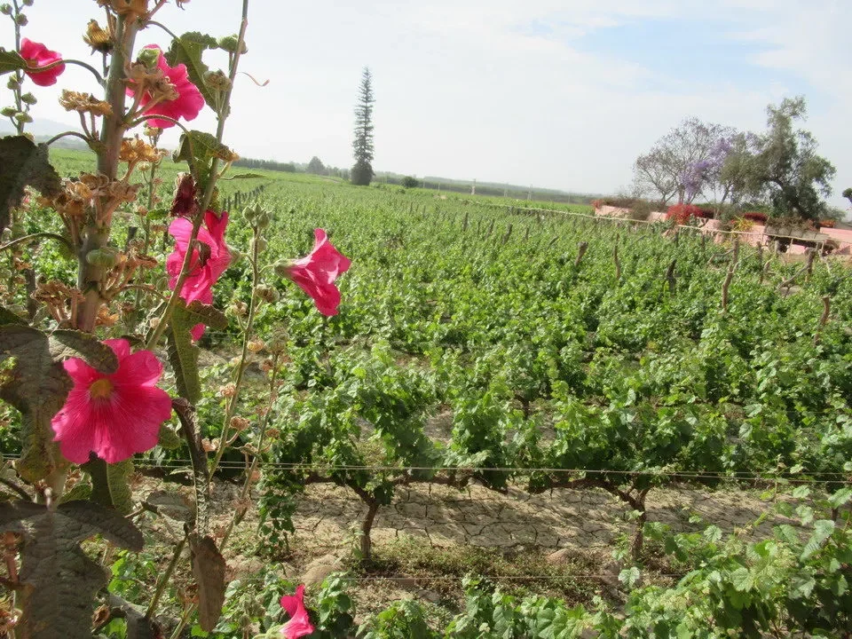 Vigneto di vigneti fioriti in una zona collinare del Perù e della Bolivia. Vigneto di vigneti fioriti in una zona collinare del Perù e della Bolivia.