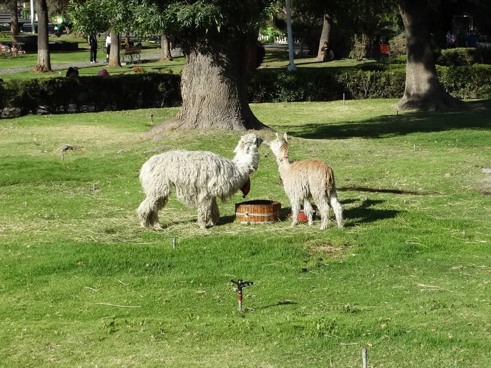 Due alpaca pascolano sono visibili in un prato verde con alberi sullo sfondo.