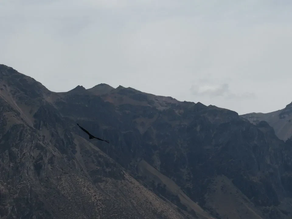 Un condor vola sopra le montagne del canyon.