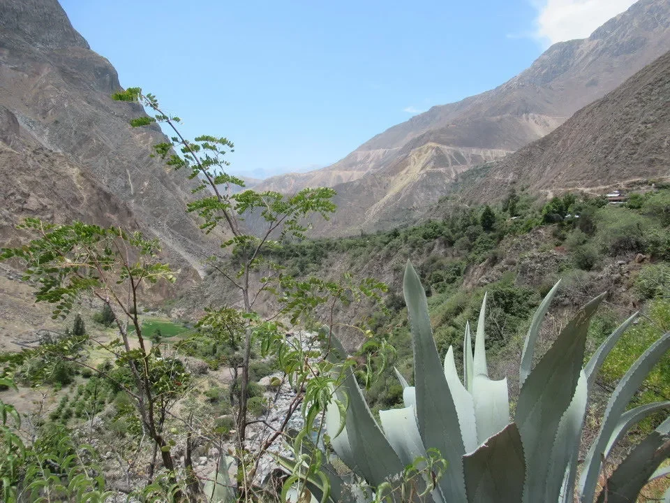 Paesaggio montano del canyon della Colca in Perù con vegetazione in primo piano.