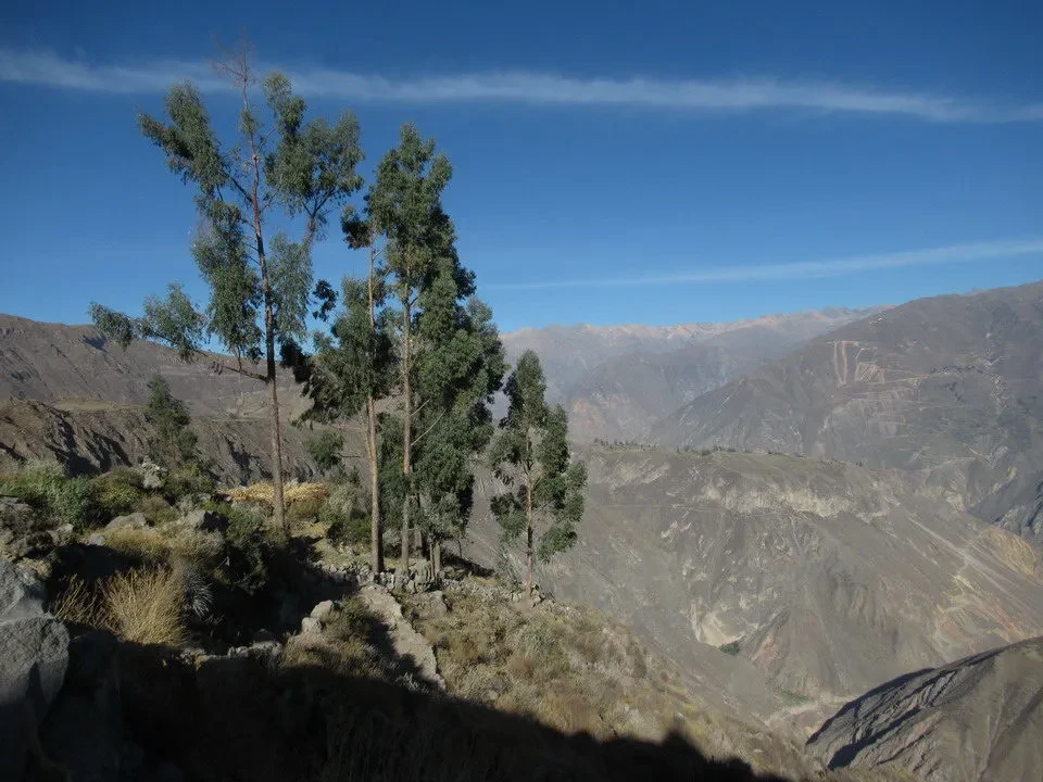 Alberi crescono su un pendio montano in Perù o Bolivia con valli profonde.