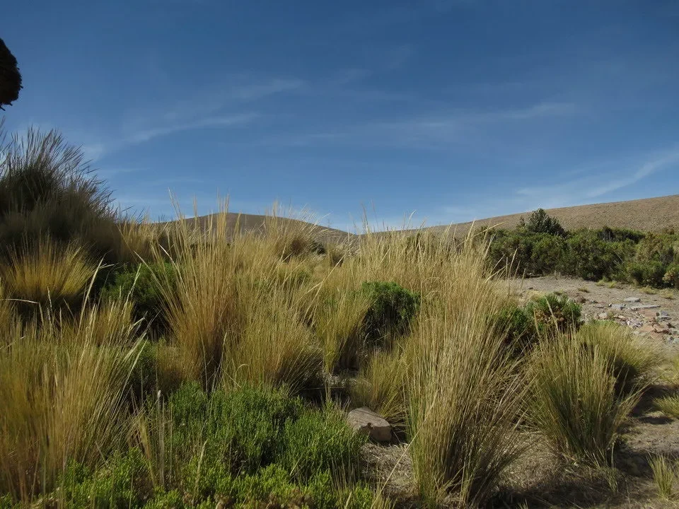 Paesaggio secco di erbe dorate sotto un cielo azzurro in Perù e Bolivia.