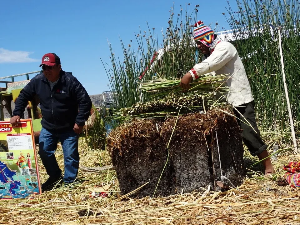 Due uomini lavorano con la vegetazione delle isole galleggianti del Lago Titicaca.