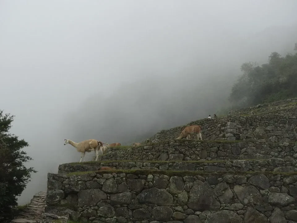 Piani di pietra con animali nel paesaggio nebbioso del Perù e della Bolivia.