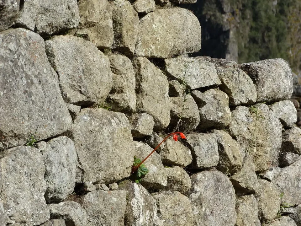 Muro di pietra antico con vegetazione che cresce tra le pietre.