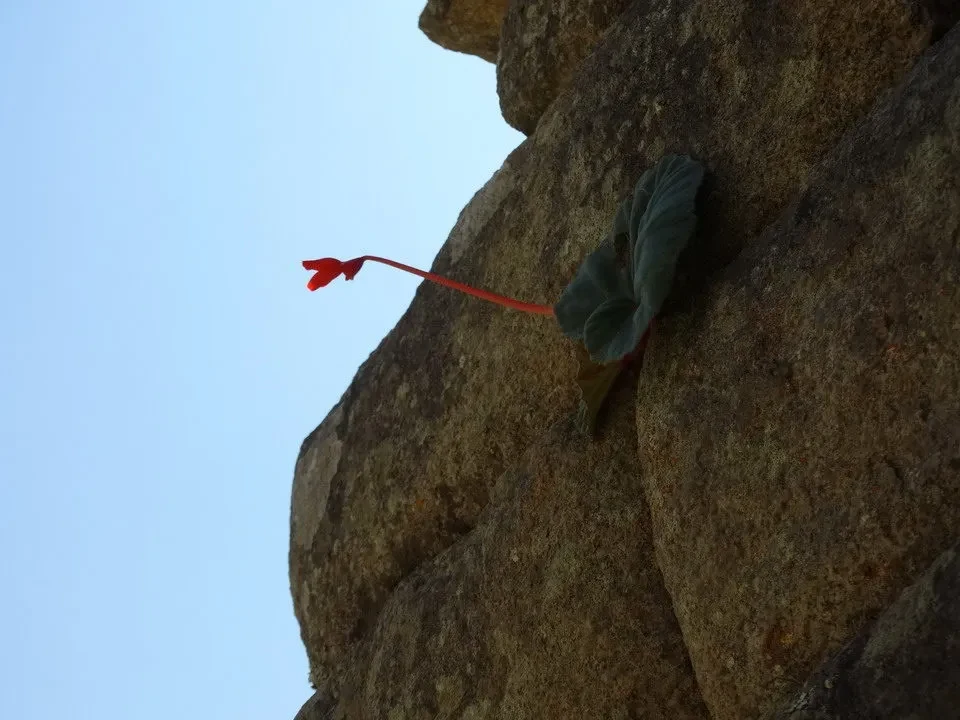 Una pianta rossa cresce su una roccia grigia sotto il cielo azzurro.