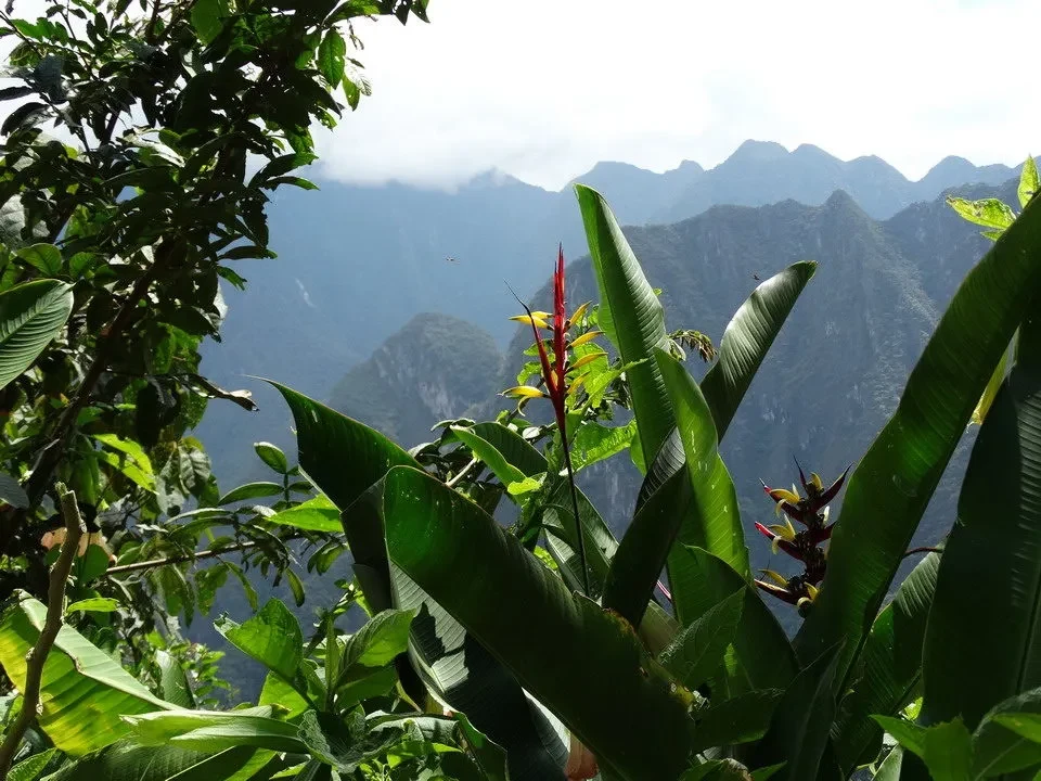 Paesaggio montano con vegetazione lussureggiante in primo piano.