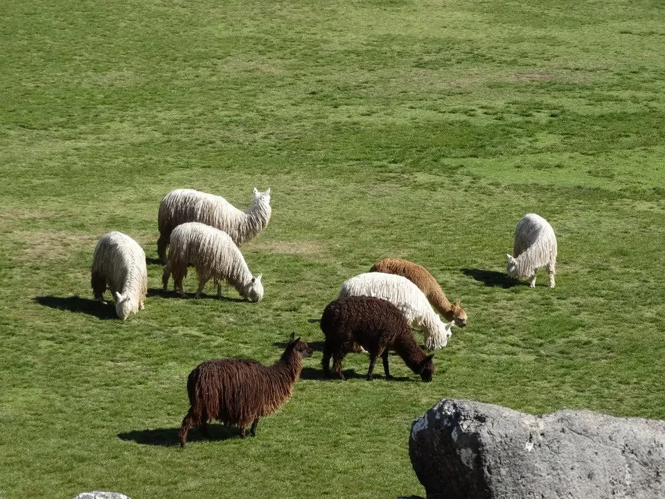 Pecore stanno pascolando su un prato verde in una zona andina.
