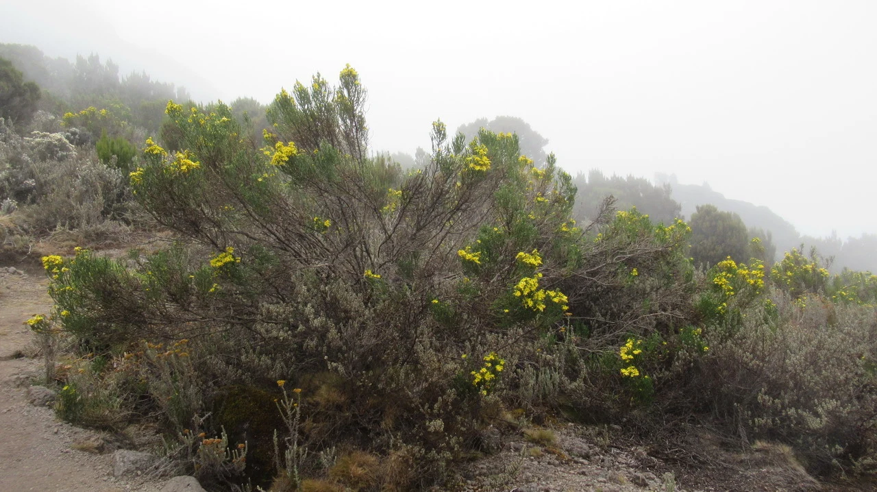 Paesaggio montano con vegetazione secca sotto una nebbia fitta.