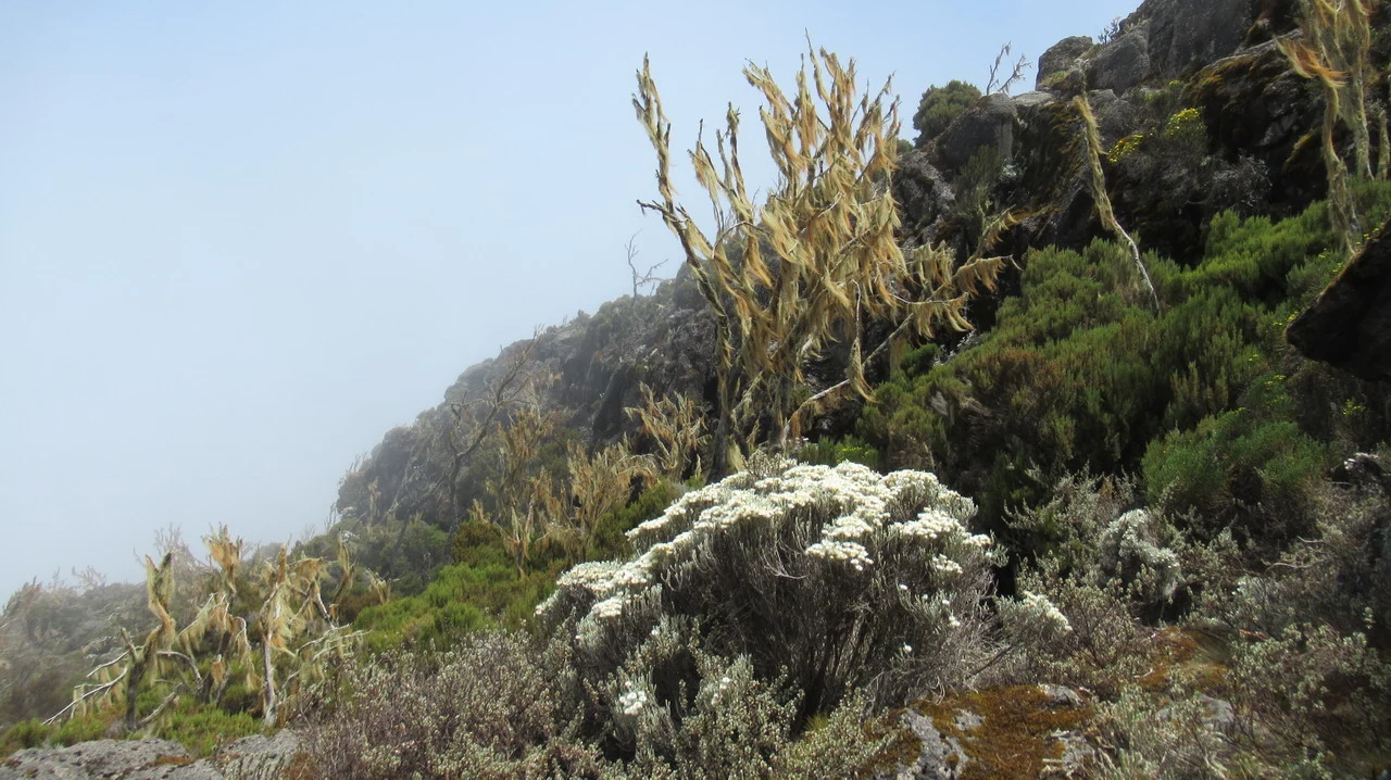 Paesaggio collinare secco con vegetazione bassa sotto il cielo azzurro della Tanzania.