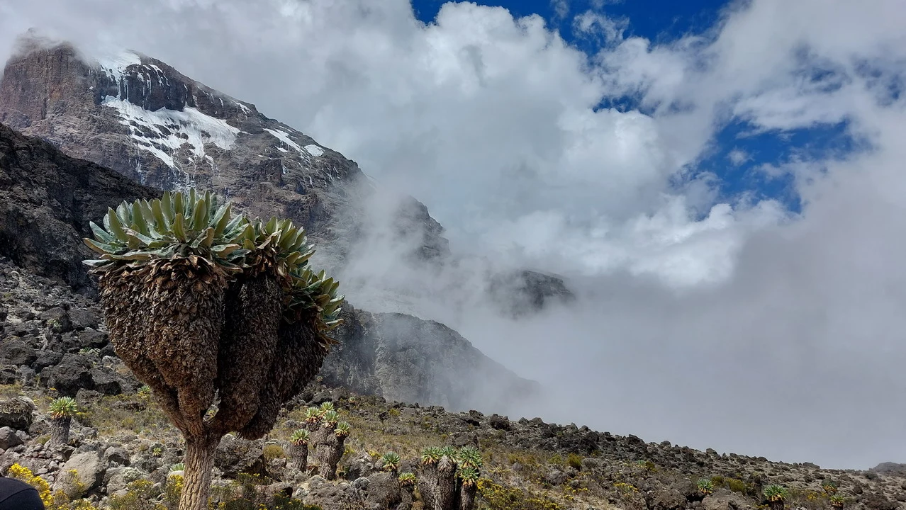 Una torre lavica si estende verso il campo di Barranco durante una savana africana.