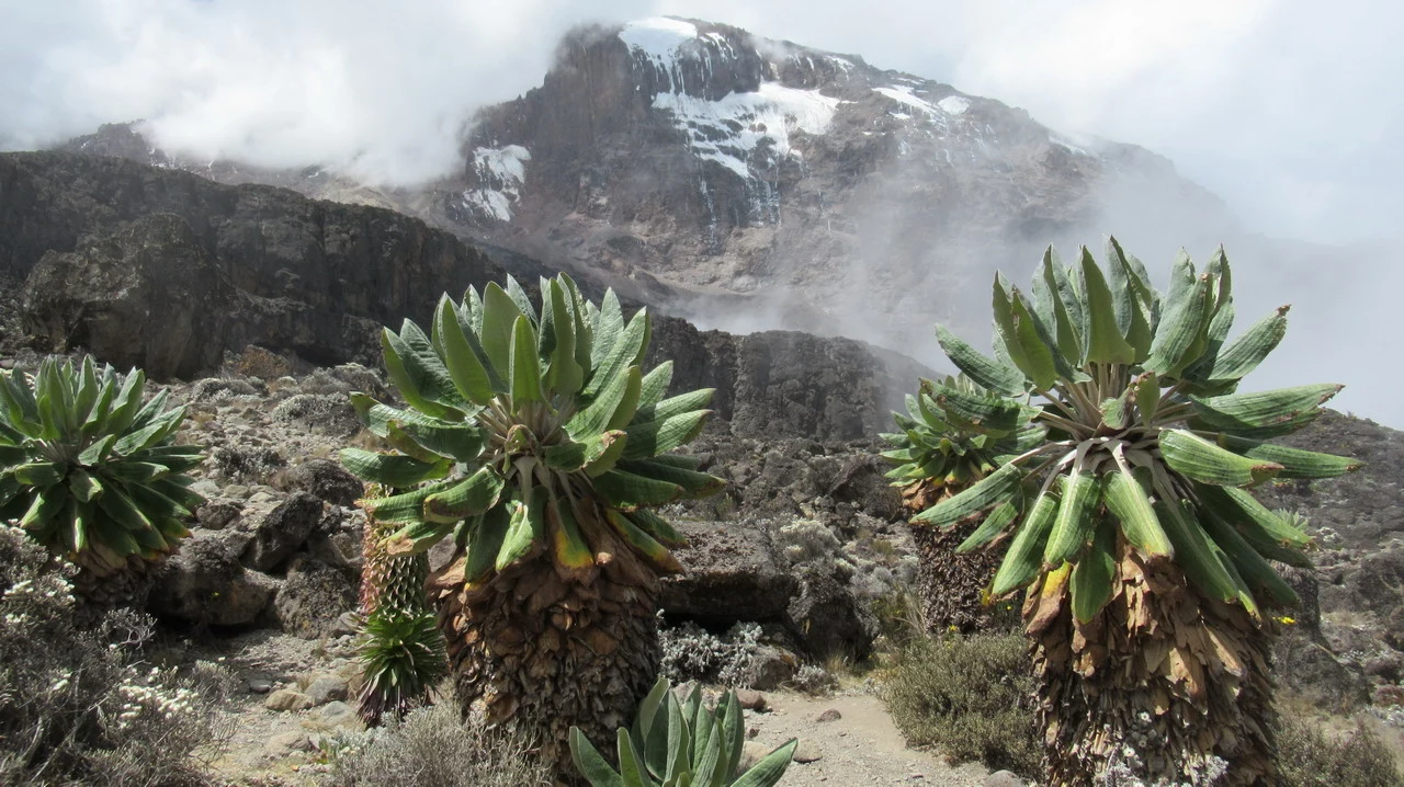Paesaggio montano con vegetazione bassa e rocce innevate in Tanzania.