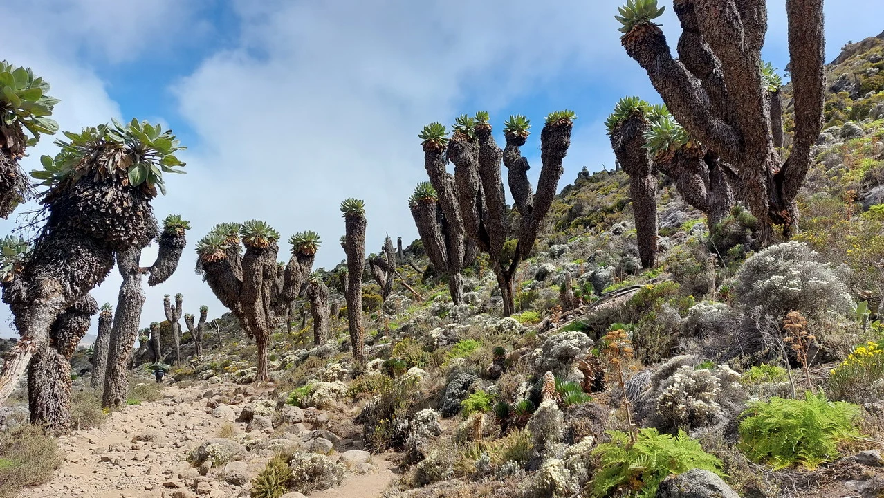 Alberi a forma di ciuffo crescono su un pendio arido in Tanzania.