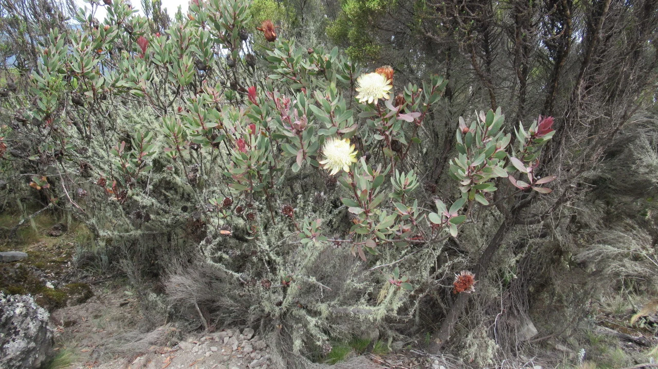 Vegetazione secca con fiori gialli in un ambiente di safari in Tanzania.