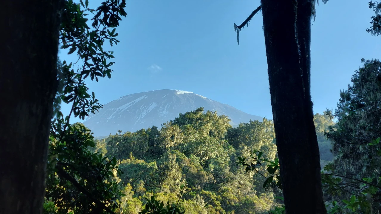Vista della cima del Monte Kilimangiaro attraverso la vegetazione.