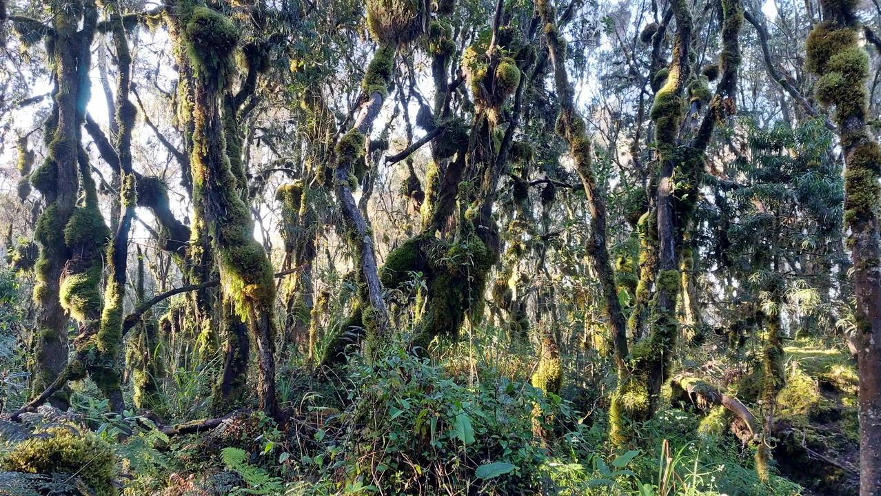 Foresta lussureggiante con alberi ricoperti di muschio in Tanzania.
