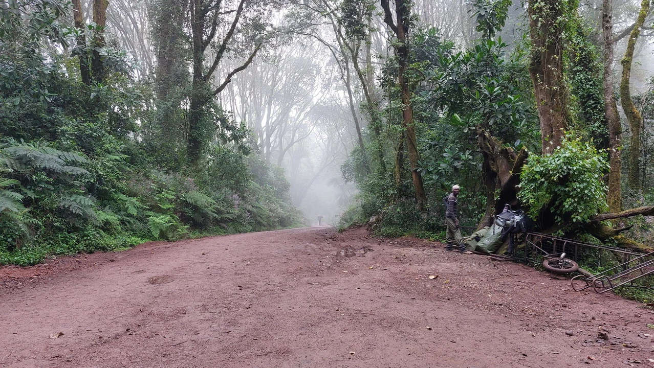 Sentiero fangoso attraverso la vegetazione fitta durante una safari in Tanzania.