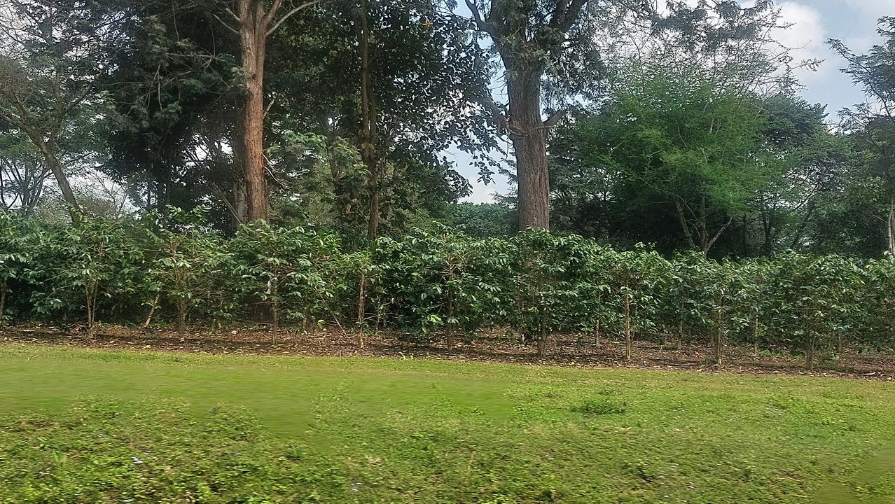 Paesaggio verde con alberi in Tanzania durante una safari.