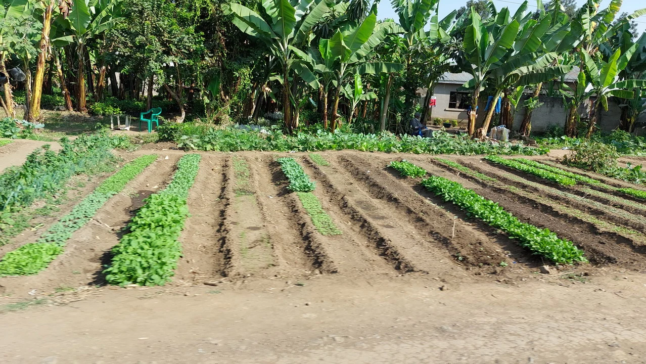 Campi coltivati con piante di manioca e verdure in una zona rurale della Tanzania.