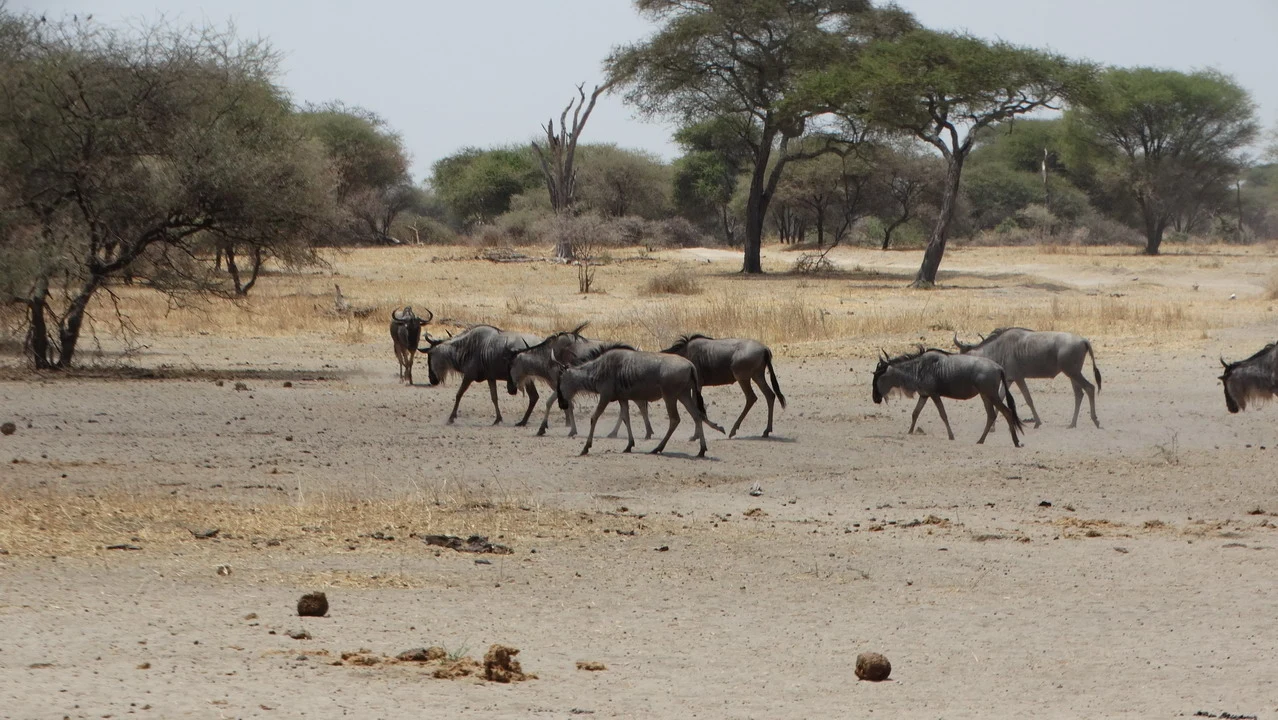 Bisoni attraversano una savana secca in Tanzania.