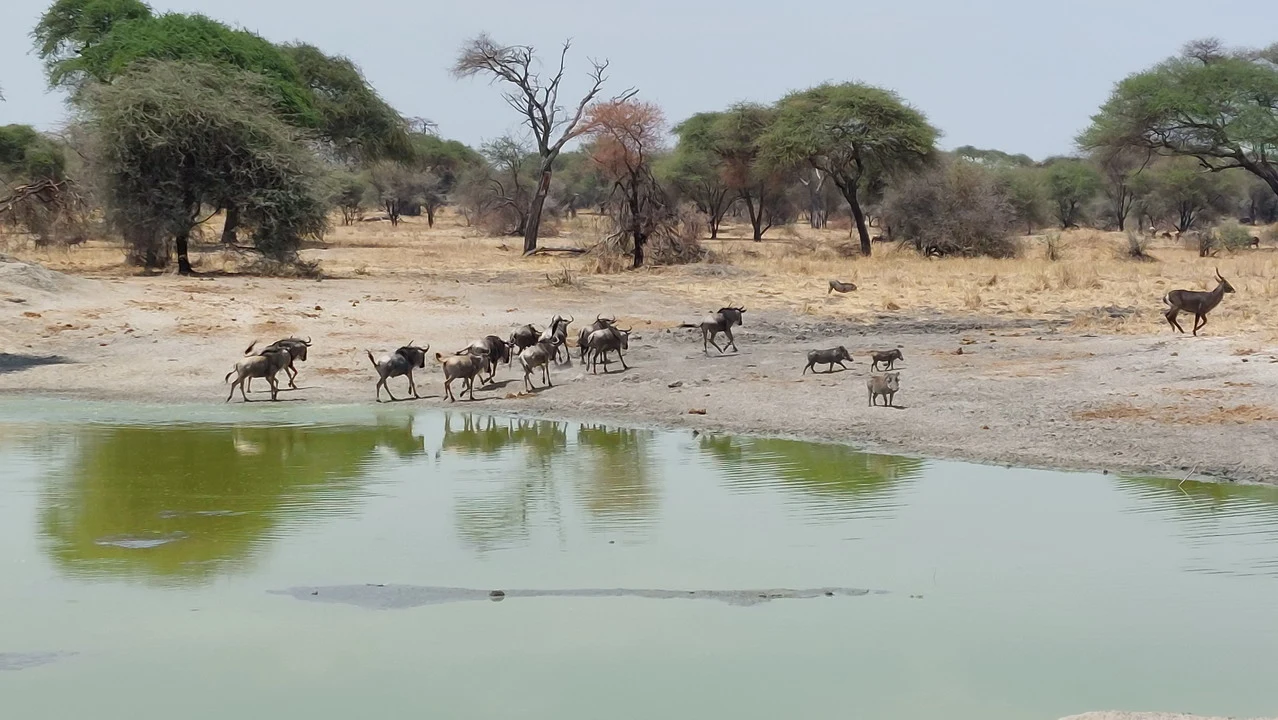 Gnu and other wildlife are grazing near a water source in the Tanzanian savanna.