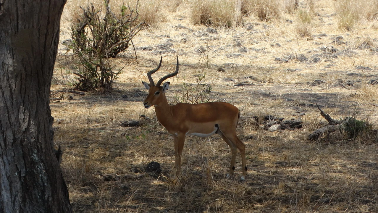 Un maschio di kudu si trova in una savana secca con un albero in primo piano.