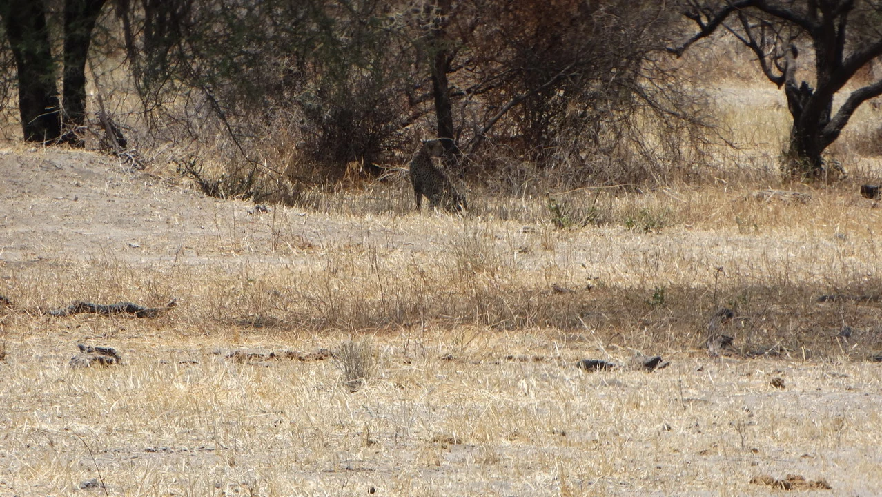 Un animale si muove attraverso la vegetazione secca della savana.