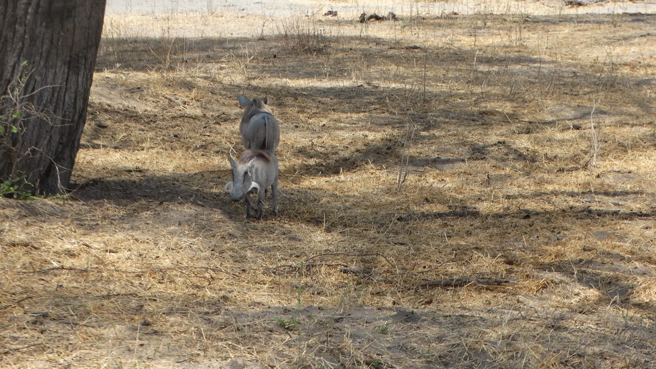 Una zebra cammina attraverso una savana secca con un albero sulla sinistra.