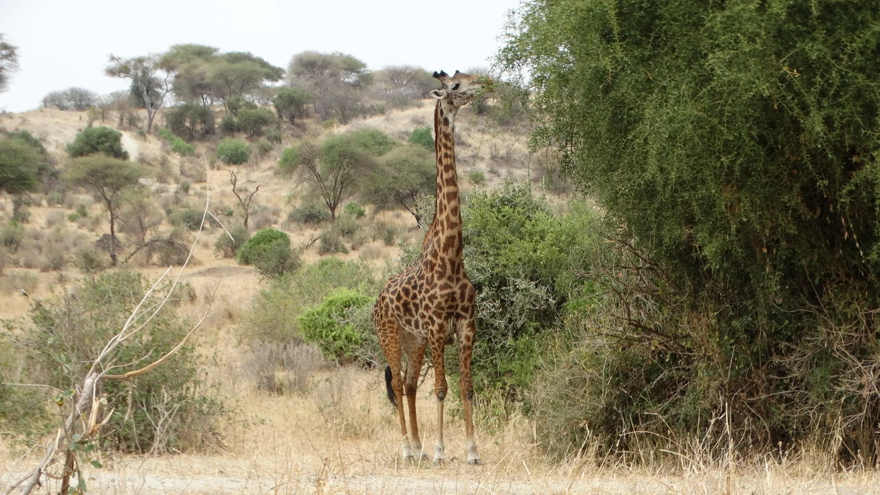 Una giraffa si trova in un ambiente secco e arbustivo della savana in Tanzania.